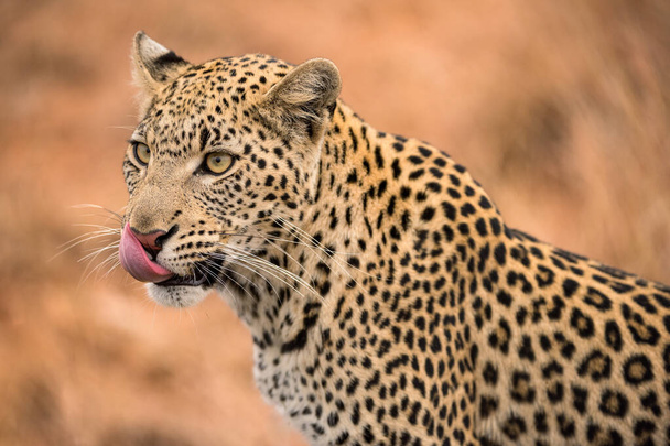 Ein wunderschönes Porträt einer Leopardin mit rosa Zunge, die ihr Gesicht leckt, aufgenommen im Madikwe Wildreservat, Südafrika. - Foto, Bild
