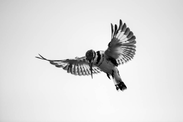 A close up black and white photograph of a hovering Pied Kingfisher hunting for its prey, with a white background, taken in the Madikwe Game Reserve, South Africa. - Photo, Image