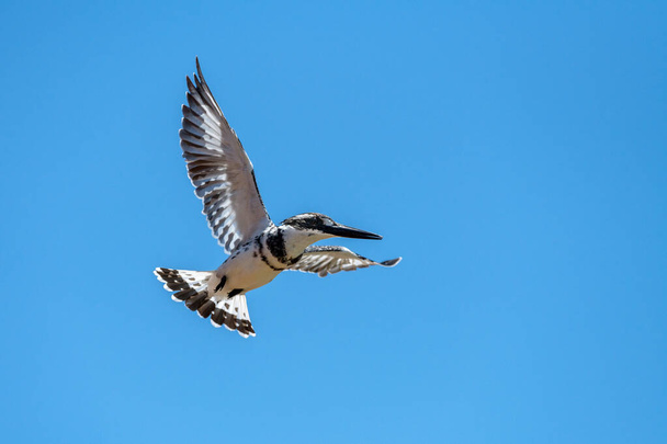 A close up photograph of a Pied Kingfisher in full flight, against a deep blue sky, taken in the Madikwe game Reserve, South Africa. - Photo, Image