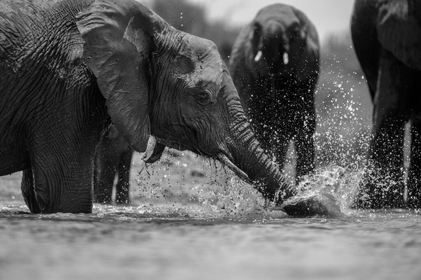 Черно-белый портрет плавающего слона, брызги, игры и питья в водяной дыре в заповеднике Мадикве, Южная Африка
. - Фото, изображение