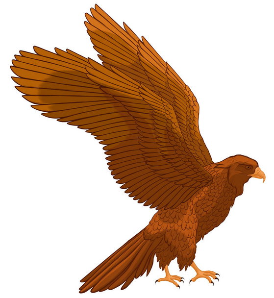 Brown falcon spread its wings, preparing to take off. Colored vector illustration of a hawk. Image of a bird of prey. - Vektori, kuva