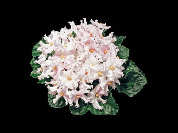 Violeta de Otoño Dorado Variedad Florece, formando un ramo de flores de Delicado Color Rosa-Blanco. Primer plano, aislado sobre fondo negro
 - Foto, imagen