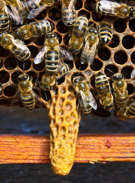 Culla per il capitolo della famiglia delle api
 - Foto, immagini