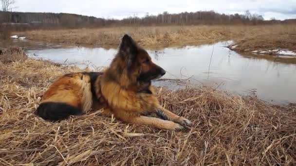 German shepherd dog - Footage, Video