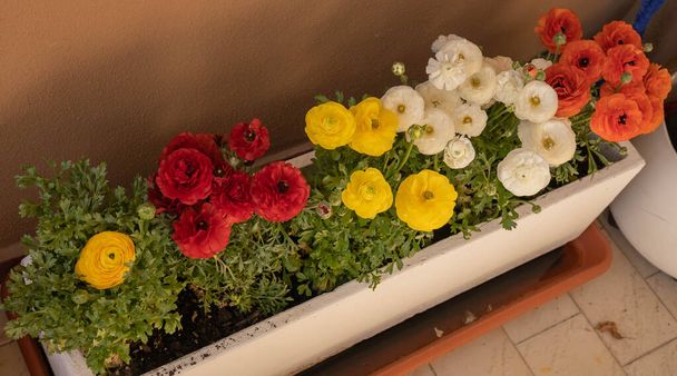 Lushly blooming multicolored asian buttercups (ranunculus) in pots on the balcony - Photo, Image