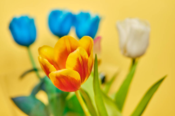 Tulips multi-colored bouquet on a yellow background. Close up. - Foto, immagini