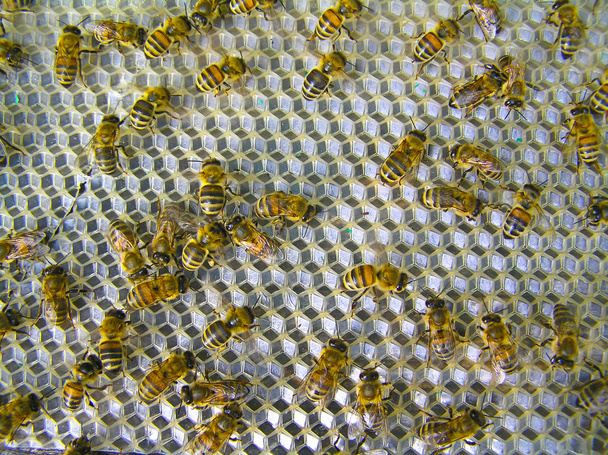 Bees-ventilators - Photo, Image