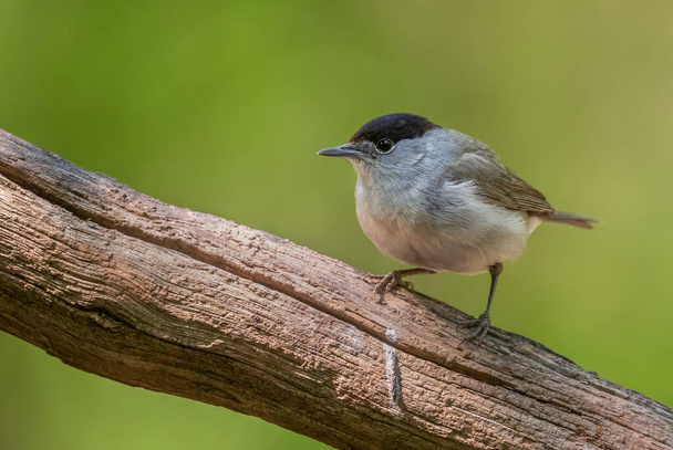 Eurasian Blackcap - Sylvia atricapilla, inconspicuous brown song bird from European forests and woodlands, Hortobagy, Hungary. - Photo, Image