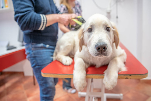 dog on examination at veterinary clinic. gold retvier - Foto, Bild