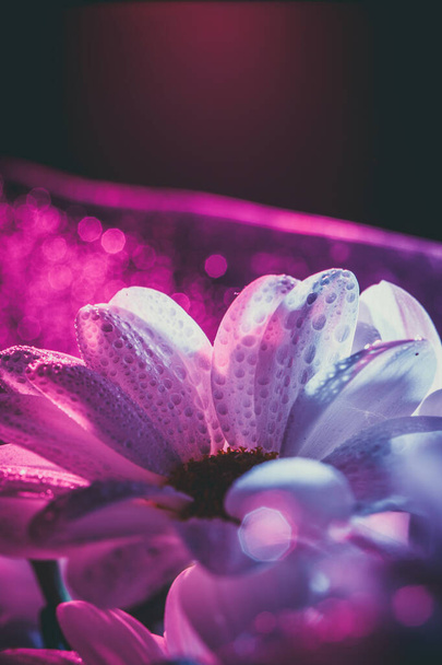 Beautiful white daisy in pink and blue. - Фото, зображення