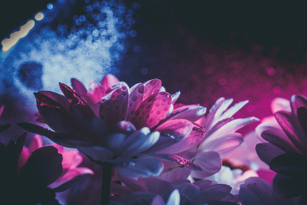 Beautiful white daisy in pink and blue. - Zdjęcie, obraz