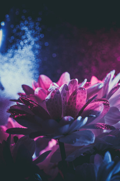 Beautiful white daisy in pink and blue. - Φωτογραφία, εικόνα