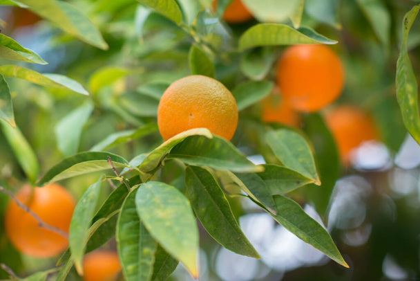 Mandarin tree with ripe fruits. Mandarin orange tree. Tangerine. Branch with fresh ripe tangerines and leaves image. Satsuma tree picture, soft focus. - 写真・画像