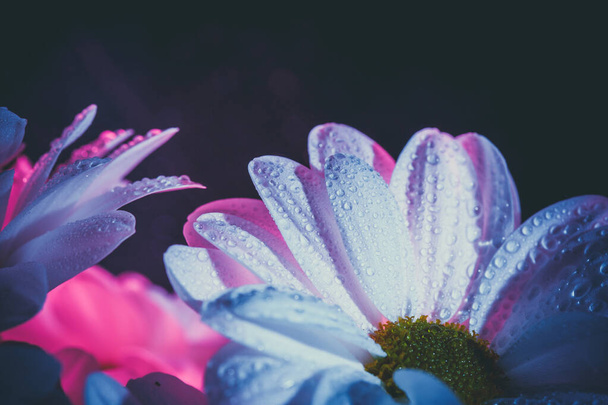Beautiful white daisy in pink and blue. - Fotografie, Obrázek