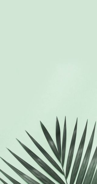 Summer banner with palm tree on colorful background. - Photo, image