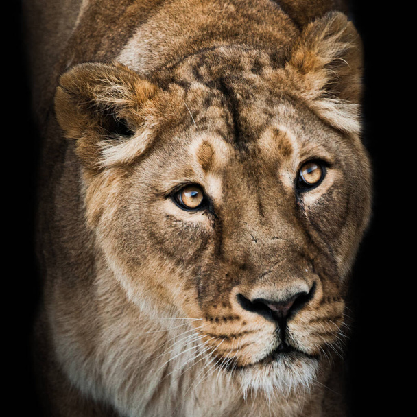 Fondo de nieve calma confianza. interés depredador de un gran retrato de gato de un hocico de una leona curiosa y llena de vida de cerca
 - Foto, Imagen