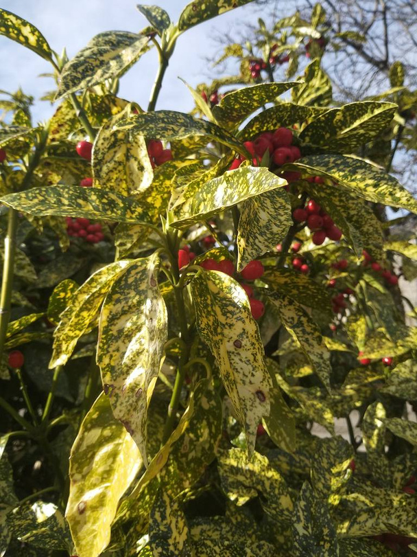 krzew z czerwonymi jagodami - Zdjęcie, obraz
