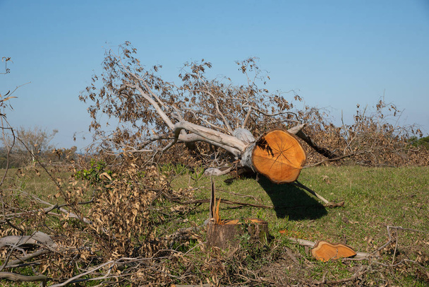Το δέντρο Ευκάλυπτος κόπηκε και πριονίστηκε στον κορμό. Κόκκινο Heartwood από ένα δέντρο ευκαλύπτου στην παράσταση. Κορμός δέντρων για χρήση και εμπλουτισμό ξύλου στη νότια Βραζιλία. - Φωτογραφία, εικόνα