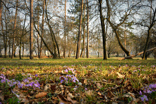 early spring forest with bare trees and small flowers of purple primrose - Valokuva, kuva