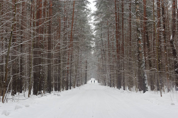 winter pine forest with the road in the middle 2020 - Photo, Image