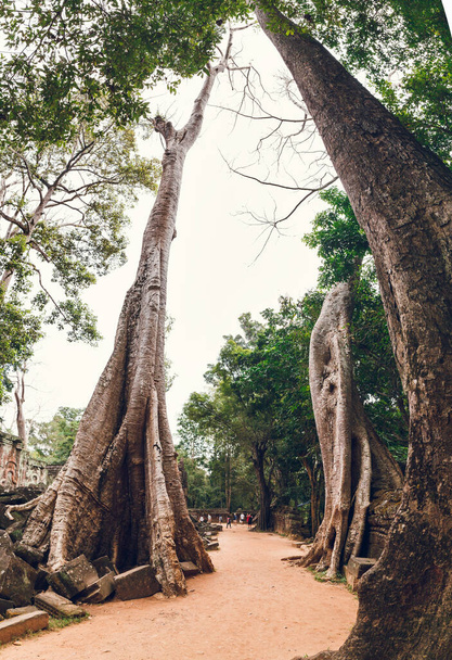 The ruins of Ta Prohm temple among the trees. Cambodia. Siem Reap - Foto, Imagen