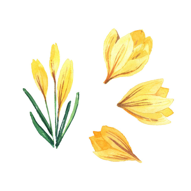 Spring set with watercolor crocuses. Spring bright flowers isolated on white background for textiles, cards, packaging - Valokuva, kuva