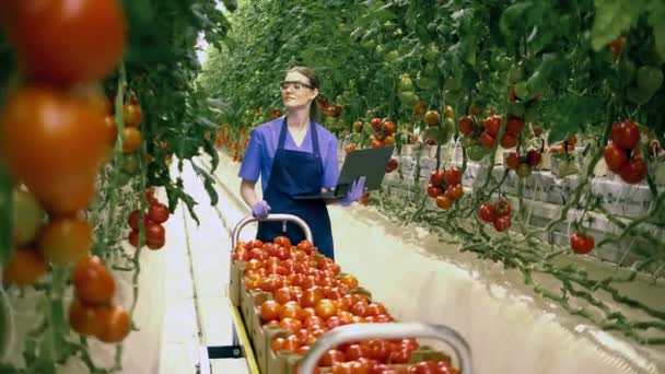 Agriculture industry, farmer in a greenhouse. Gardener with laptop works with tomatoes. - 映像、動画