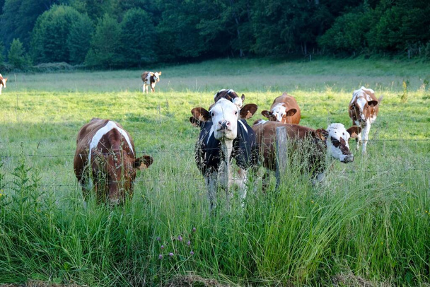 Vache laitire en pture - Фото, изображение