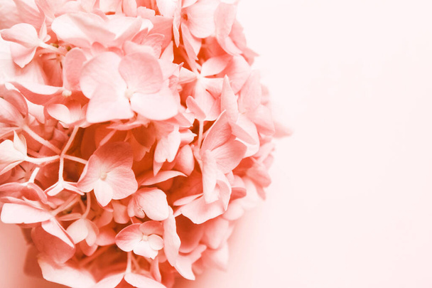 Rosa, fiore di corallo. Luogo di iscrizione. Sfondo naturale minimalista
 - Foto, immagini