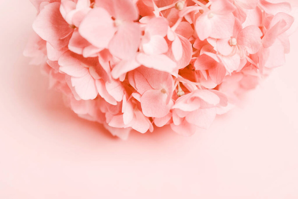 Pink, coral flower. Place for inscription. Natural minimalistic background - Fotoğraf, Görsel