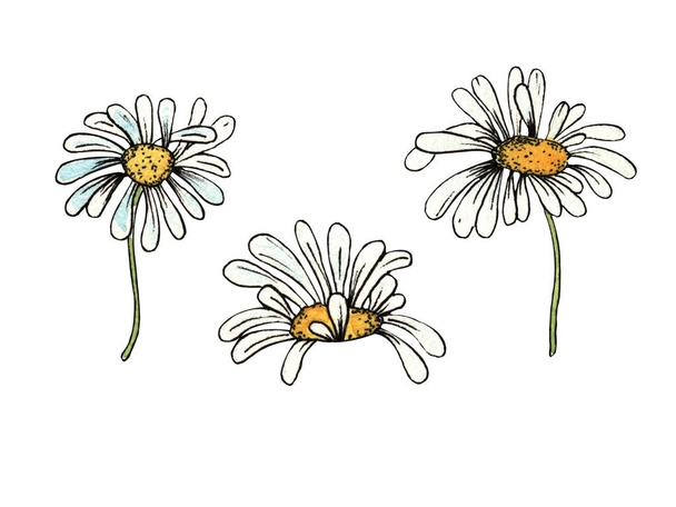 watercolor illustration. hand painted. Set of three camomile flowers on a white background. - Foto, afbeelding