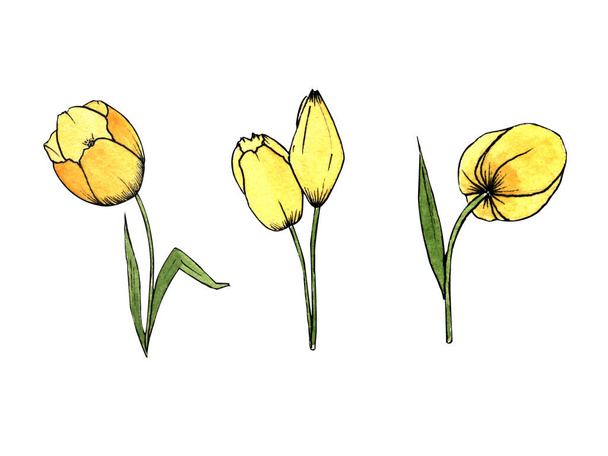 watercolor illustration. hand painted. collection of three yellow tulips on a white background. - Фото, изображение