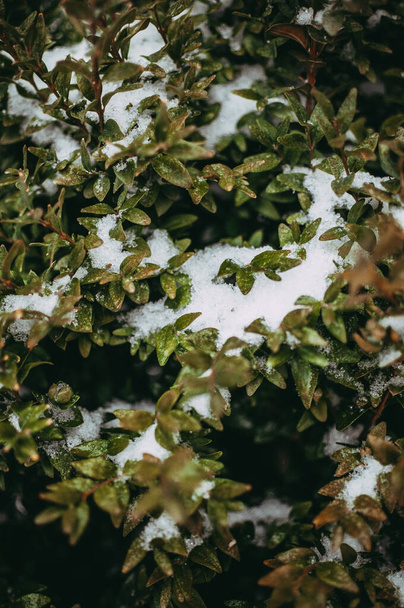 Boxwood twigs in the snow in the garden. Decorative bushes are covered with white fluffy snow. - Foto, Bild