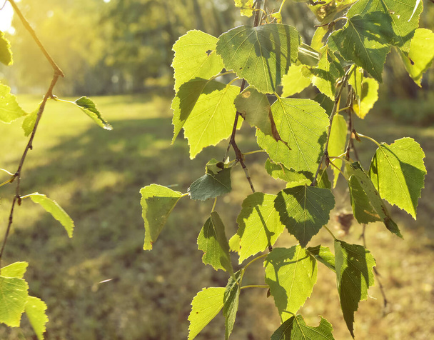 Genç yeşil huş ağacı güneş ışığında ön planda kalır. - Fotoğraf, Görsel