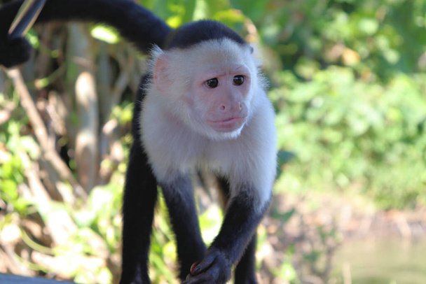 Macaco-prego engraçado posa para turistas, sessão de fotos com capuchinho
 - Foto, Imagem