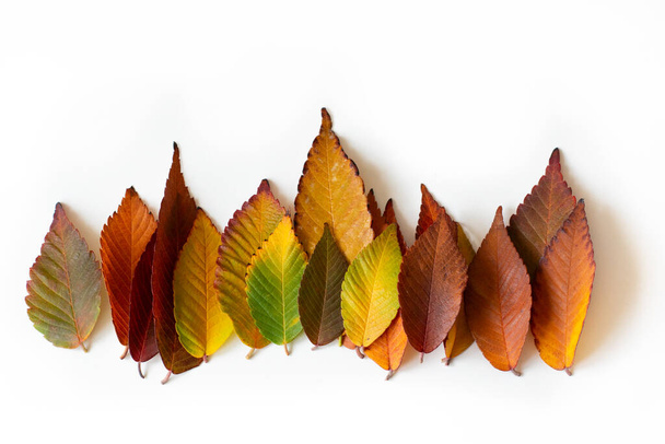 Different colored fall leaves. Set of olorful leaves isolated on white background. Autumn beautiful green, yellow, red and orange leaves, design element. Fall foliage. Color fall - Foto, imagen