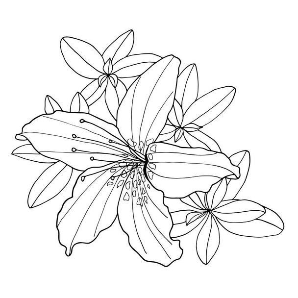 Περίγραμμα διακοσμητικό λουλούδι Rhododendron και φύλλα. Χρωματισμός εικονογράφηση διάνυσμα βιβλίου. Βοτανικός χέρι που μαύρο και άσπρο περίγραμμα μονόχρωμη απεικόνιση για χρωματισμό σελίδα, ευχετήρια κάρτα, πρόσκληση - Διάνυσμα, εικόνα
