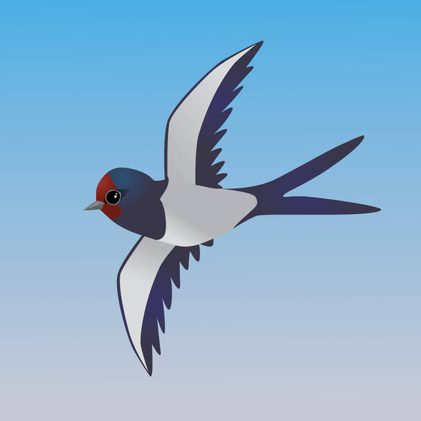 Иллюстрация летающей ласточки из сарая
 - Вектор,изображение