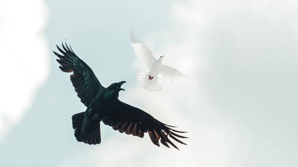白い鳩の後ろに黒いカラスが飛び - 写真・画像