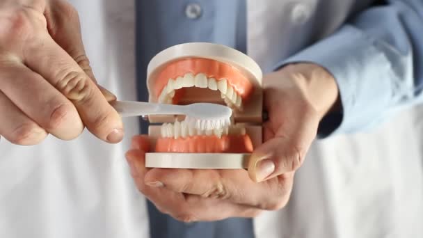 顎モデルを示す歯科医,適切な歯と口腔ケアに関する教訓を与えます.顎のモックと歯ブラシを使用して歯科医は歯の正しい洗浄を教える - 映像、動画