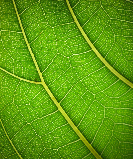 Φύλλο φυτών σε μακροεντολή. Πράσινη υφή και μοτίβο σε ένα φύλλο φυτού. Βιολογικό περιβάλλον πράσινης φύσης. - Φωτογραφία, εικόνα