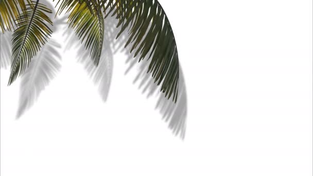 Κλάδος με φύλλα φοίνικα στον άνεμο σε λευκό φόντο. 3d κινούμενα σχέδια - Πλάνα, βίντεο