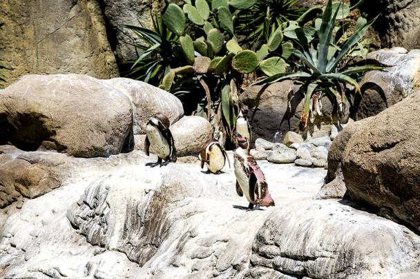 Shedding South African penguins stand on a rock and bask in the sun against the background of green cacti at a zoo - Fotó, kép