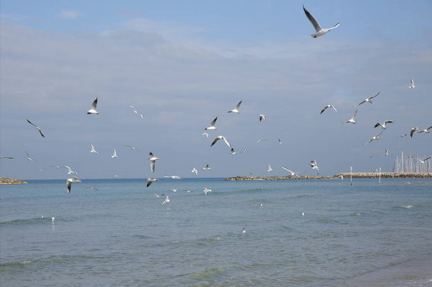 gaivotas na praia no fundo da marina
 - Foto, Imagem