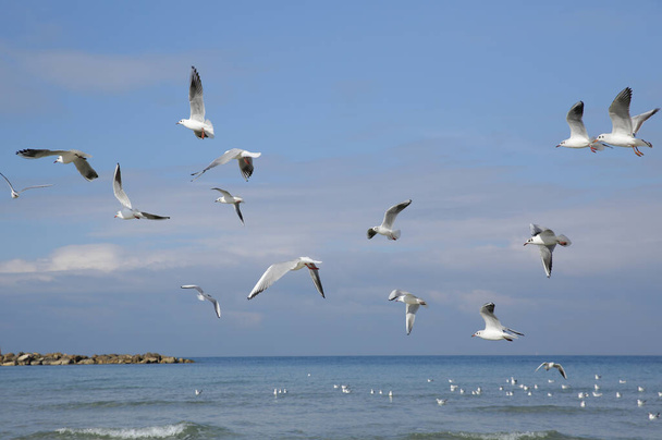 flock of seagulls on the blue sky - Photo, Image
