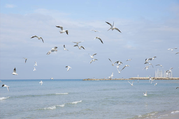 gaivotas de rebanho na praia no fundo da marina
 - Foto, Imagem