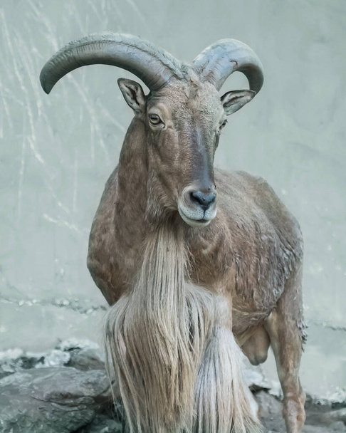 Barbary sheep head (Ammotragus lervia) Isolated on background. - Photo, Image
