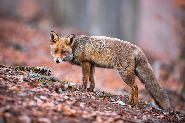 Грустная рыжая лиса в пышном пальто гуляет по лесу, полному сухих листьев.
 - Фото, изображение