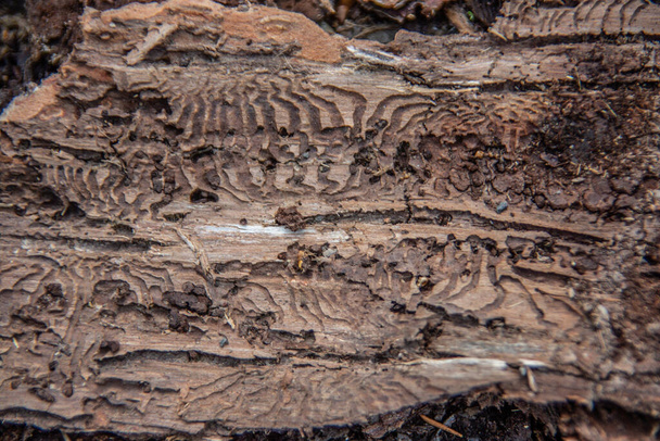 Tree bark with traces of bark beetle feeding - Photo, Image
