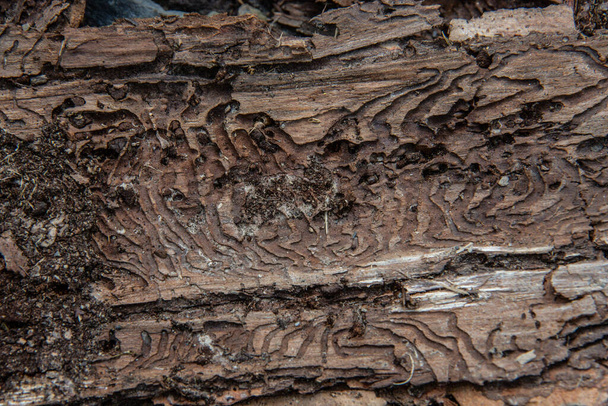 Corteza de árbol con rastros de escarabajo de corteza alimentándose
 - Foto, Imagen
